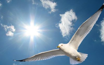 Martı Bursları 2018 – 2019